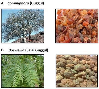 Googling the Guggul (Commiphora and Boswellia) for Prevention of Chronic Diseases